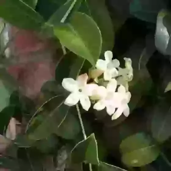 Stephanotis floribunda Madagascar jasmine